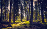 Choosing an email service provider: Focus on the trees or the forest?